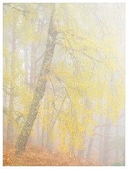 024 Scotland Glen Affric Area  Rain and Mist