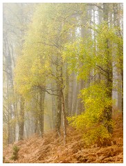 025 Scotland Glen Affric Area  Misty Autumn Colour
