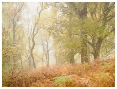 026 Scotland Glen Affric Area  Misty Autumn Colour