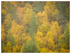 029 Scotland Glen Affric Area  Autumn Colour