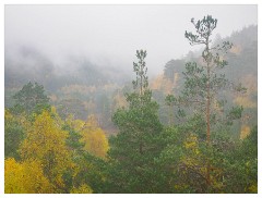 031 Scotland Glen Affric Area  Autumn Colour in the Mist