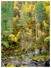 032 Scotland Glen Affric Area  Autumn Colour