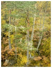 033 Scotland Glen Affric Area  Autumn Colour