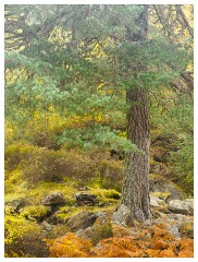 037 Scotland Glen Affric Area  Autumn Colour