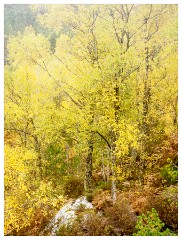 038 Scotland Glen Affric Area  Autumn Colour
