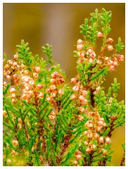 043 Scotland Glen Affric Area  Heather