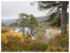 044 Scotland Glen Affric Area  Glen Affric