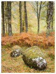 047 Scotland Glen Affric Area  Trees in Glen Affric