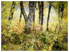 048 Scotland Glen Affric Area  Trees in Glen Affric