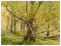 049 Scotland Glen Affric Area  Trees in Glen Affric