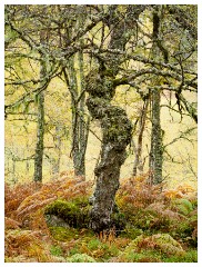 050 Scotland Glen Affric Area  Trees in Glen Affric