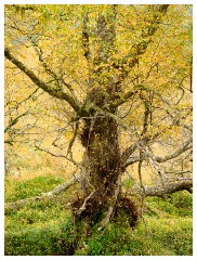 051 Scotland Glen Affric Area  Trees in Glen Affric