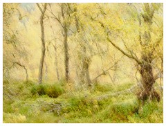 052 Scotland Glen Affric Area  Trees in Glen Affric