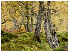 053 Scotland Glen Affric Area  Trees in Glen Affric