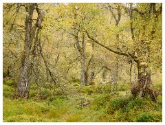 054 Scotland Glen Affric Area  Trees in Glen Affric