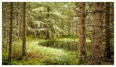 055 Scotland Glen Affric Area  Culbokie Woods