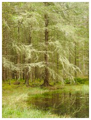 056 Scotland Glen Affric Area  Culbokie Woods