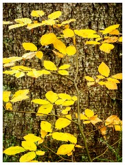 057 Scotland Glen Affric Area  Culbokie Woods