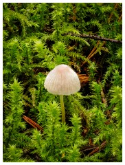 058 Scotland Glen Affric Area  Fungi in Culbokie Woods