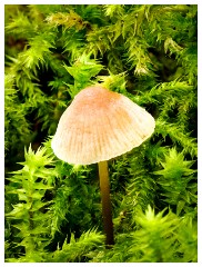 059 Scotland Glen Affric Area  Fungi in Culbokie Woods