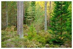 060 Scotland Glen Affric Area  Culbokie Woods