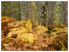 061 Scotland Glen Affric Area  Golden Bracken