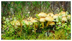 062 Scotland Glen Affric Area  Fungi