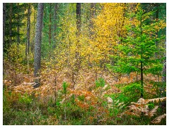 063 Scotland Glen Affric Area  Autumn Colour