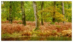 067 Scotland Glen Affric Area  Autumn Woodland