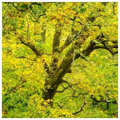 069 Scotland Glen Affric Area  Trees and Colour