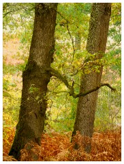 070 Scotland Glen Affric Area  Talking Trees