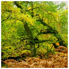 071 Scotland Glen Affric Area  Trees in an Argument