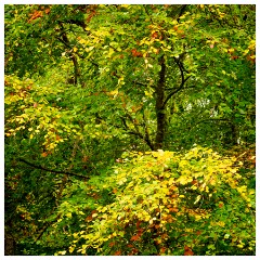 072 Scotland Glen Affric Area  Trees and Colour