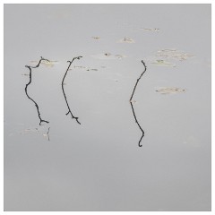 074 Scotland Glen Affric Area  Minimalist