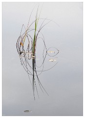 075 Scotland Glen Affric Area  Minimalist