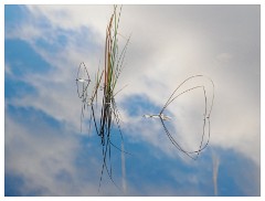 076 Scotland Glen Affric Area  Minimalist