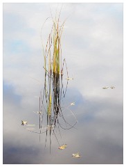 077 Scotland Glen Affric Area  Minimalist