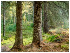 078 Scotland Glen Affric Area  Giant Trees