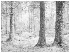 079 Scotland Glen Affric Area  Giant Trees