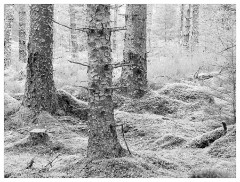 080 Scotland Glen Affric Area  Giant Trees