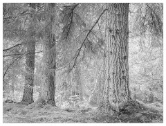 081 Scotland Glen Affric Area  Giant Trees