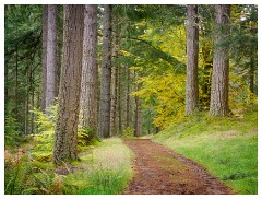 082 Scotland Glen Affric Area  Giant Trees