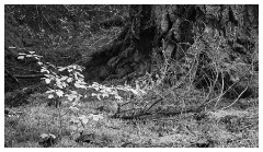 083 Scotland Glen Affric Area  Leaves against a Giant Trees
