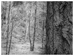 084 Scotland Glen Affric Area  Giant Trees