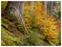 085 Scotland Glen Affric Area  Autumn Colour