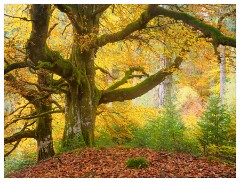086 Scotland Glen Affric Area  Autumn Colour
