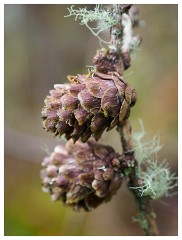 095 Scotland Glen Affric Area  Autumn Cones