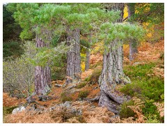 096 Scotland Glen Affric Area  Giant Trees