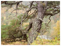 097 Scotland Glen Affric Area  Beautiful Tree