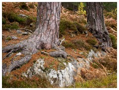 098 Scotland Glen Affric Area  Rocks and Tree Roots